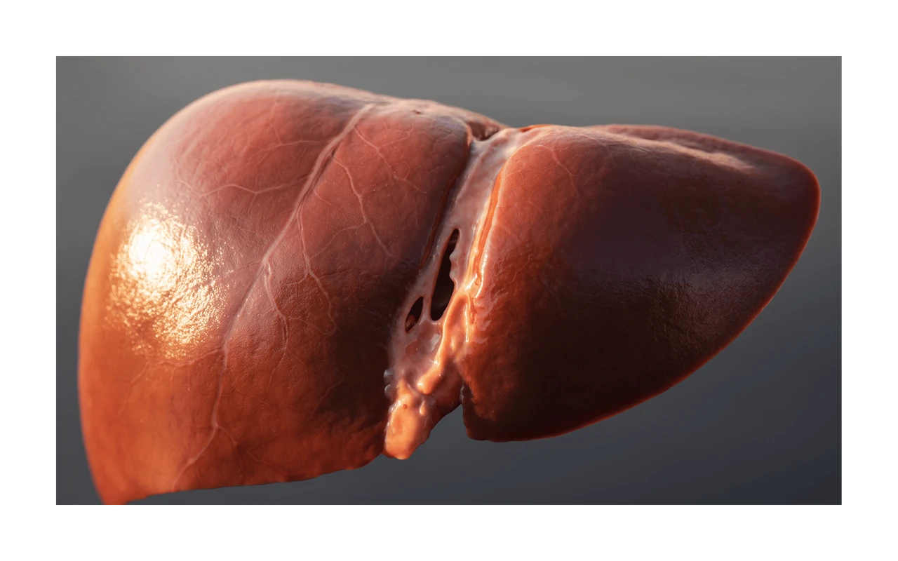 Hígado sano en comparación con el hígado graso